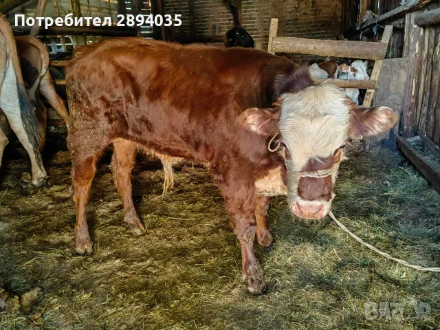 свободни телета от 20 дни до 2 години , снимка 12 - Крави - 55996835