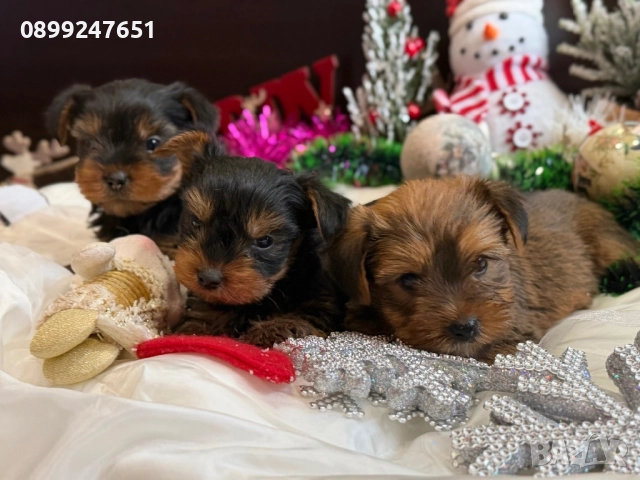 Мини йоркширски териер 