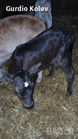 Телета , снимка 2 - Крави - 54015785