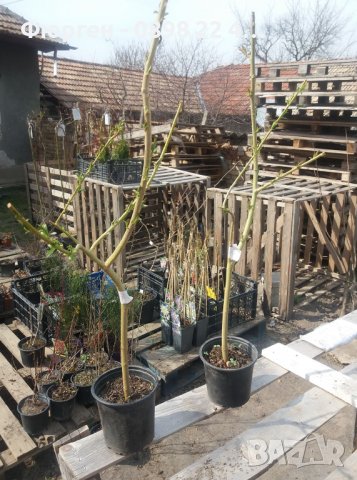 Бреза 100-150см за 11лв , размер 200-220см за 21лв и Налични 3 вида Върби , снимка 11 - Разсади - 38067285