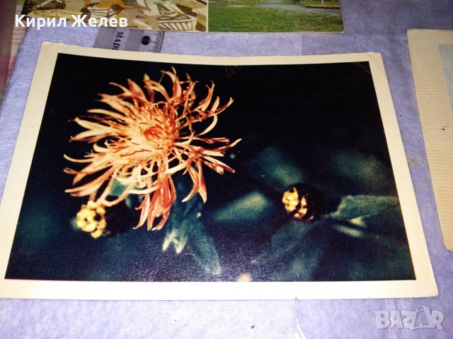 ЛОТ 4 Стари ПОЩЕНСКИ КАРТИЧКИ ФЛОРАЛНА ТЕМАТИКА ЦВЕТЯ ХИСАРЯ ВАРШАВА 36017, снимка 2 - Филателия - 39421544