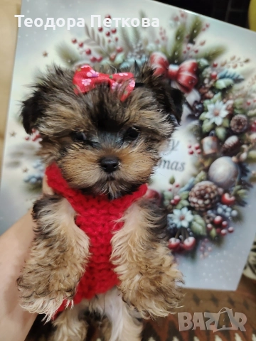 мини йоркширски териер момиче , снимка 2 - Йоркширски териер - 52749209