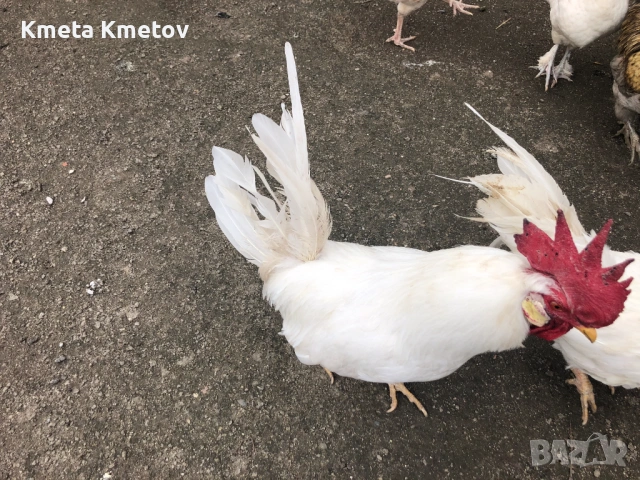 Домашни Петли, Кокошки, 8-18 месеца ., снимка 4 - Кокошки и пуйки - 53897169