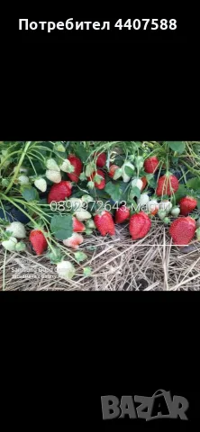 Разсад ягоди  и малини , снимка 14 - Разсади - 56265148