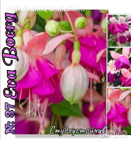 Фуксия студоустойчива градинска и Каскадна едроцветна фуксия , снимка 10 - Градински цветя и растения - 54231805