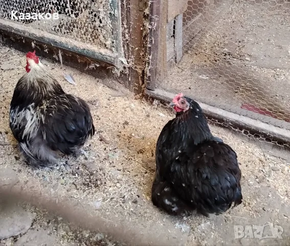Продавам чифт мини кохин, снимка 2 - други­ - 56454621