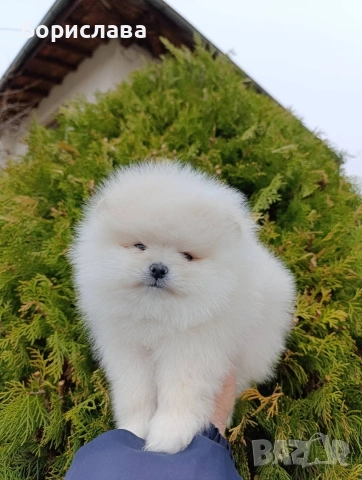 Померани, снимка 8 - Померан - 54043013