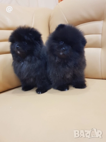 Померан померани Гр. София !, снимка 4 - Померан - 52967665