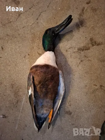 Птици за препариране 