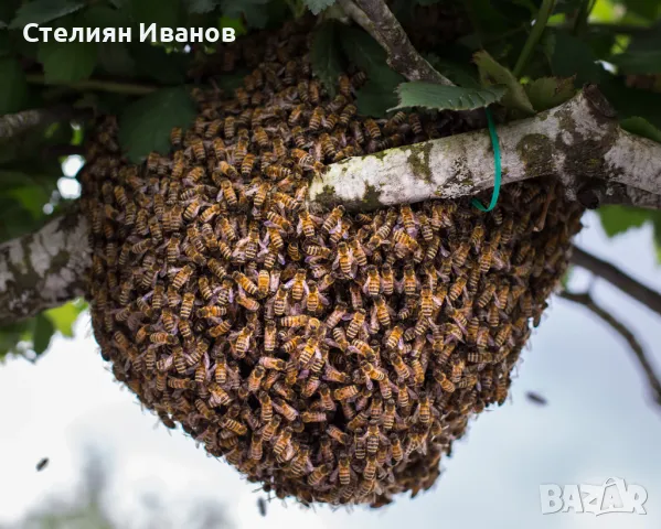 БЕЗПЛАТНО прибиране на рояци пчели във Варна, снимка 3 - Други почистващи услуги - 50235384
