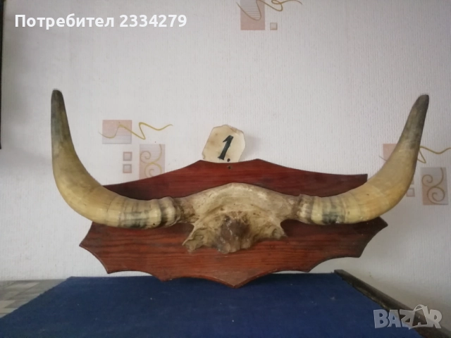 Стари трофейни рога и сувенири изработени от рога, снимка 5 - Антикварни и старинни предмети - 52574037