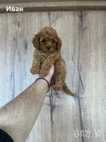 Той пудел, снимка 4 - Пудели - 53904935