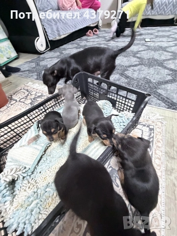 Пинчер, снимка 6 - Чихуахуа - 53989197