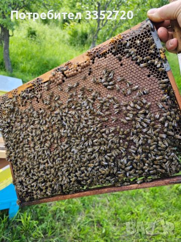 Пчелни отводки система Дадан Блат за 2024г, снимка 1 - За пчели - 42851525