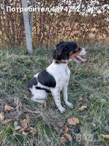 Женски бретон шпаньол, снимка 4 - Бретон шпаньол - 52876247