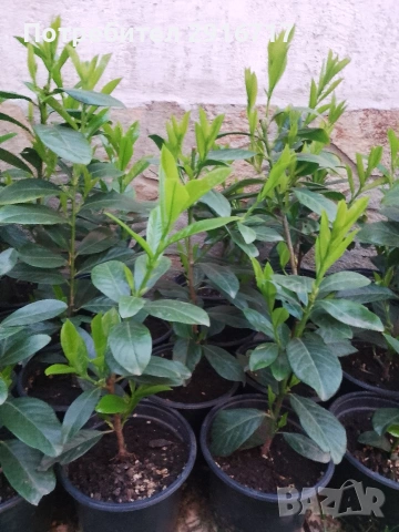 Лавровишна Новита , снимка 13 - Градински цветя и растения - 53881772