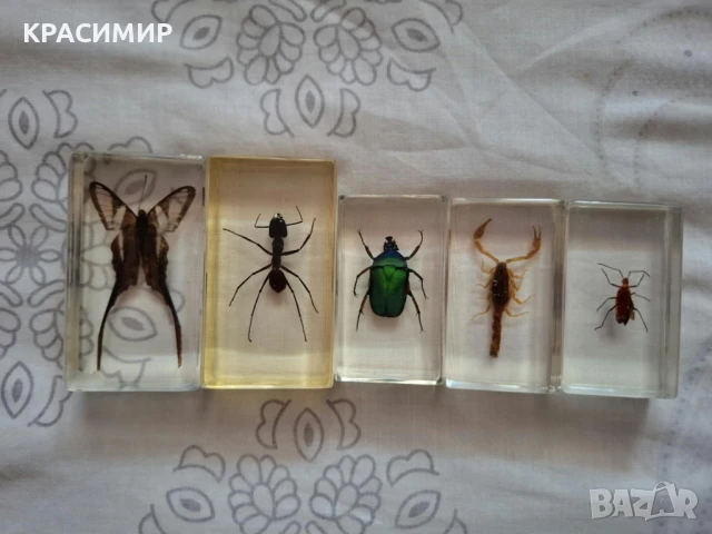 Препарирани насекоми