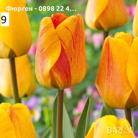 Луковици на лалета, снимка 14 - Разсади - 51436409