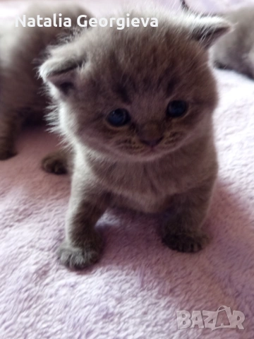 Британски котенца, снимка 7 - Британска късокосместа - 54298904