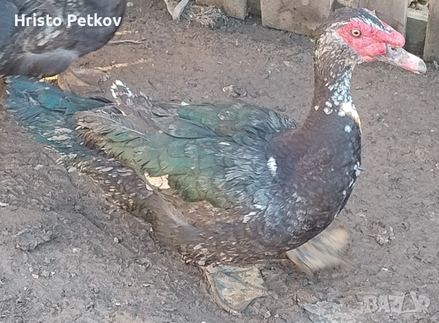 Продавам Неми Патици , снимка 5 - Патици и гъски - 52961059