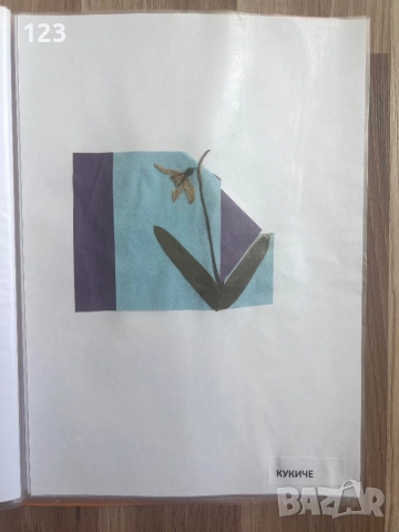 Хербарии, снимка 17 - Други услуги - 51619721