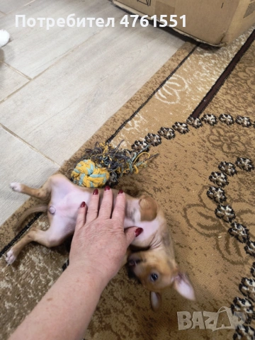 Пинчер, снимка 10 - Пинчер - 53788698