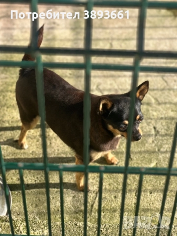 Три Чихуахуа с родословие, снимка 2 - Чихуахуа - 47044870