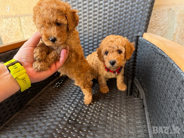 Мини пудели Актуално от 24.4.2026