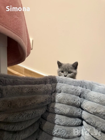 Британска късокосместа котка - мъжка, снимка 7 - Британска късокосместа - 53032874