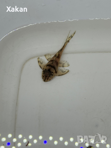 L236 SW, снимка 3 - Рибки - 44599160