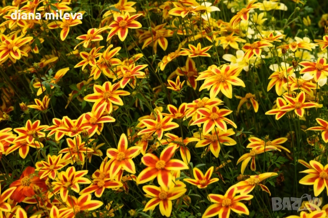 Три различни сорта Биденс!!, снимка 6 - Градински цветя и растения - 54284476