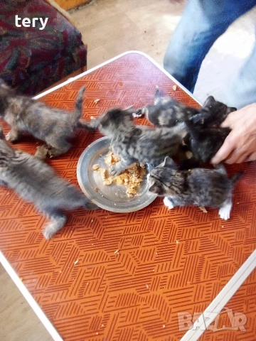 Продавам полуперсичета бебета Варна , снимка 4 - Персийска - 54361246