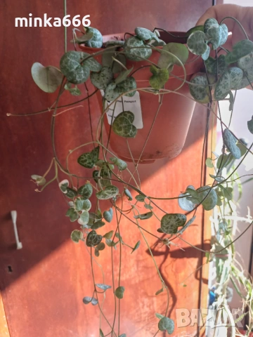 Вариегатна церопегия, снимка 3 - Стайни растения - 53955479