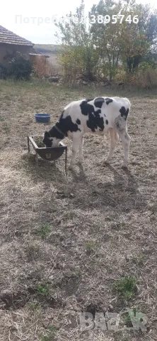 Теле Холщаин на 4 месеца 