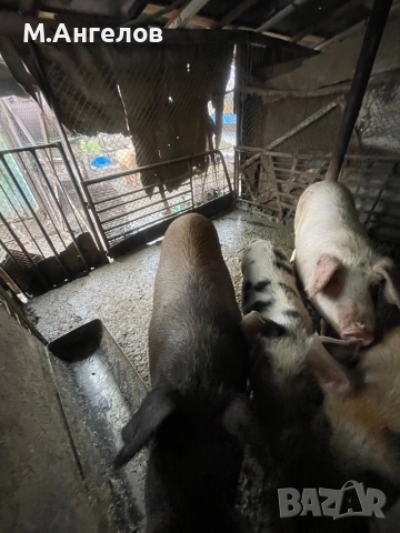 Прасета, снимка 3 - Прасета - 52810169