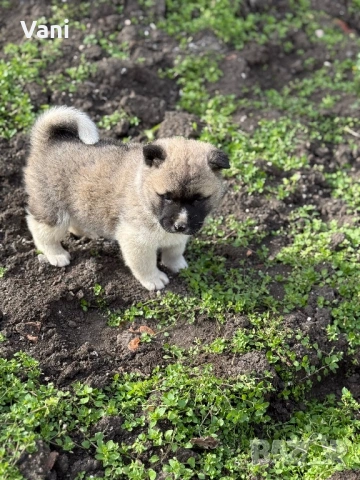 Америкаска акита женски и женско, снимка 11 - Акита - 53165395