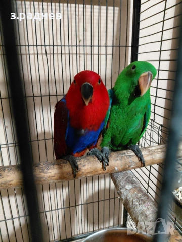 Бебета еклектус