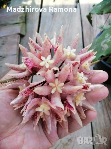 Hoya undulata , снимка 1