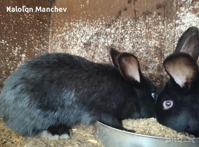 зайци на 5 месеца мъжки , снимка 2 - Други животни - 53956435