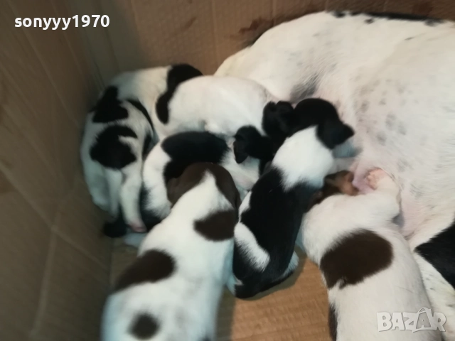 ДЖАК РЪСЕЛ-ПРОДАВАМЕ КУЧЕНЦА 250ЛВ ЗА БРОЙ 2908250958, снимка 18 - Джак ръсел териер - 51530695