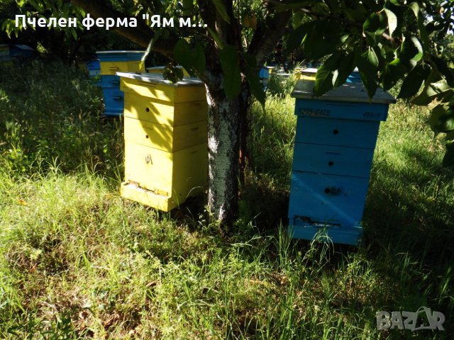 Пчелен мед на едро, директно от производител, реколта 2023 , снимка 8 - Пчелни продукти - 26607421