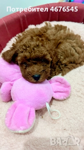 Мъжки пудел