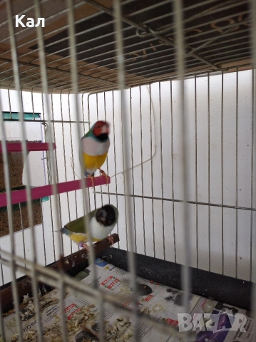 Гулдуви амадини, снимка 2 - Амадини - 54310303