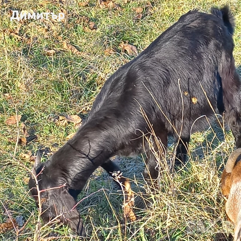 женско яре, снимка 6 - Кози - 52790420