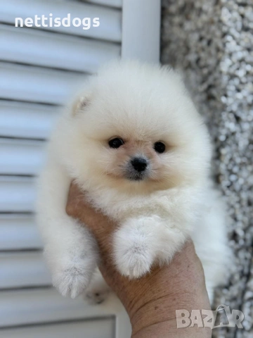 Уникален женски Мини Померан с родословие, снимка 3 - Померан - 48613576