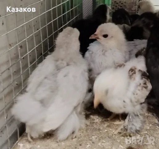 Продавам Мини Кохин на 40 дни., снимка 3 - други­ - 56012703