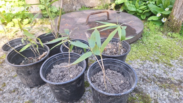 Продавам растения студоустойчив бамбук, снимка 2 - Градински цветя и растения - 54007138