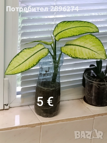  Дифенбахия, Сентполия, Алое вера, снимка 11 - Стайни растения - 46264327