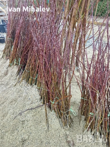 промо цени за дръвчета и лози, снимка 5 - Градински цветя и растения - 53928143