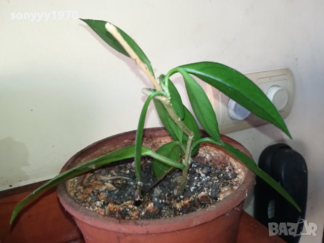 ЦВЕТЕ В САКСИЯ-ДЪРВОТО НА ПАРИТЕ 1802241018, снимка 14 - Стайни растения - 44349238